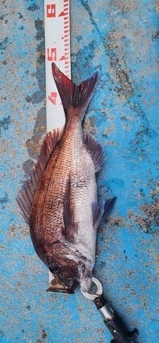 タイの釣果