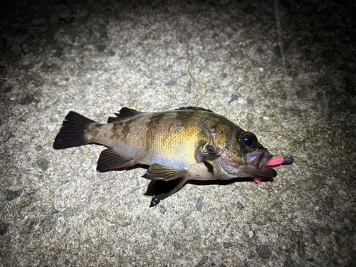 メバルの釣果