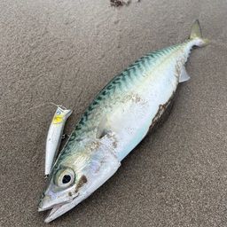 サバ
