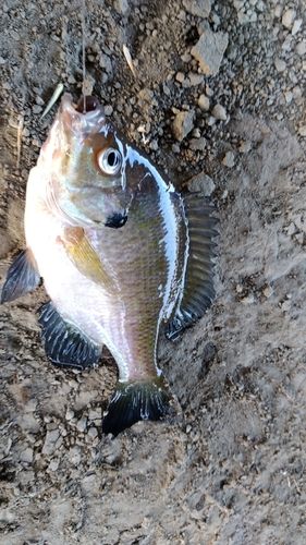 ブルーギルの釣果