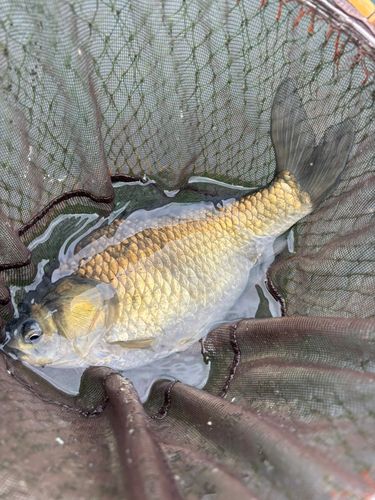 ヘラブナの釣果