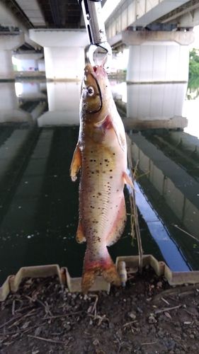 アメリカナマズの釣果