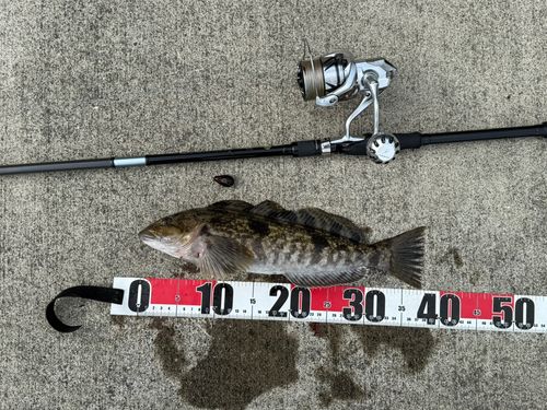 アイナメの釣果