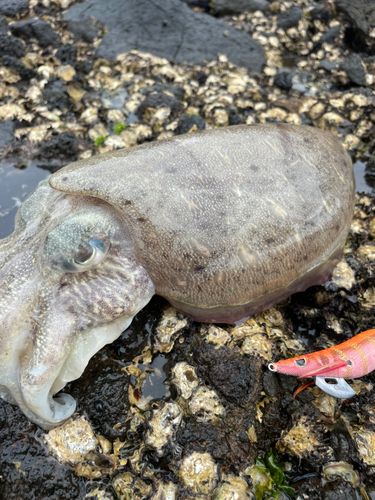モンゴウイカの釣果