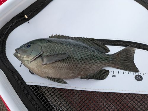 グレの釣果