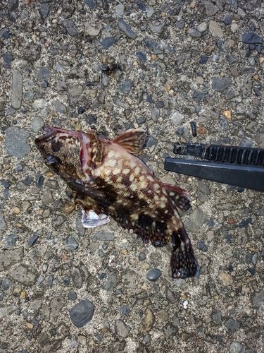 カサゴの釣果