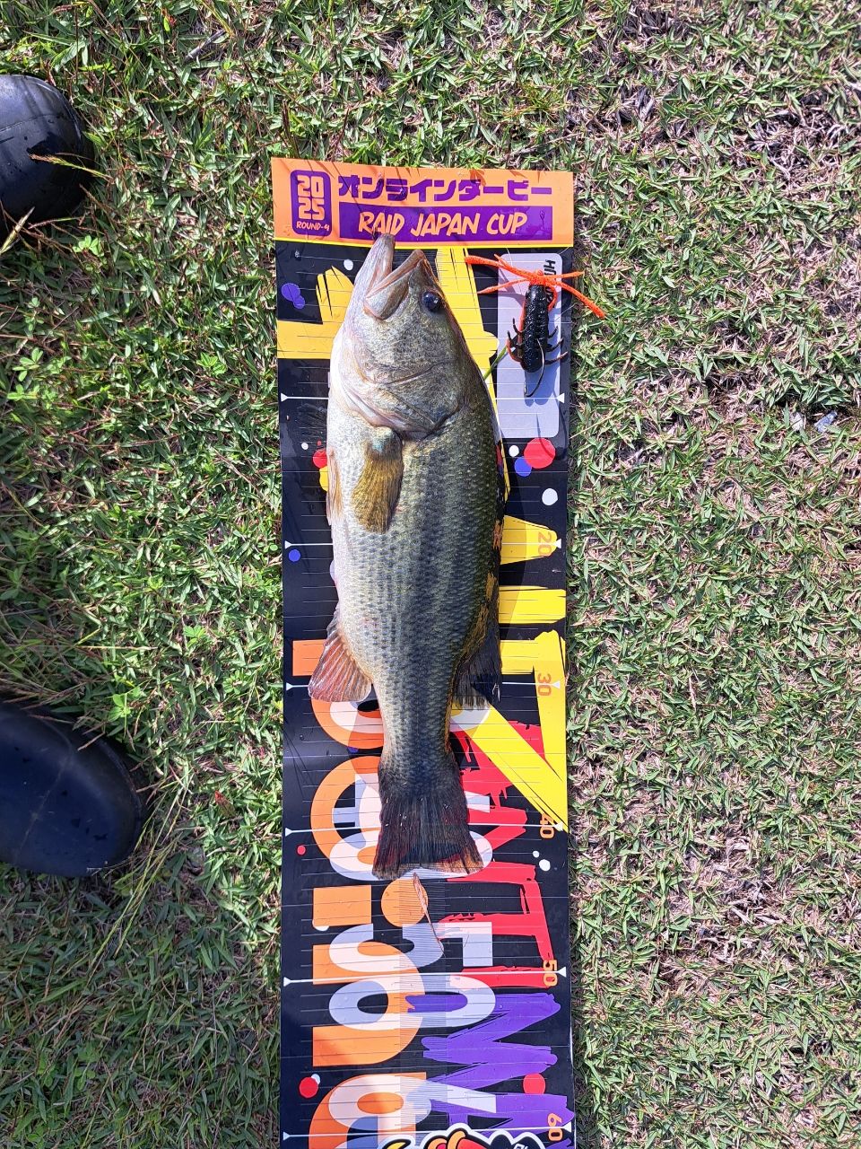 ラージマウスバス