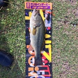 ラージマウスバス