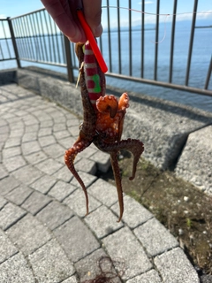 タコの釣果