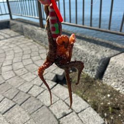 タコ