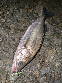 フッコ（マルスズキ）の釣果