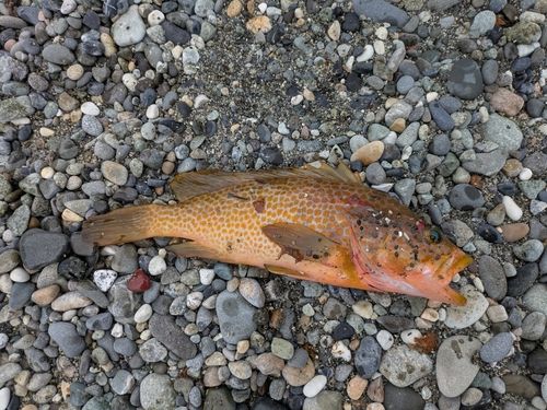 キジハタの釣果