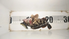 ガシラの釣果