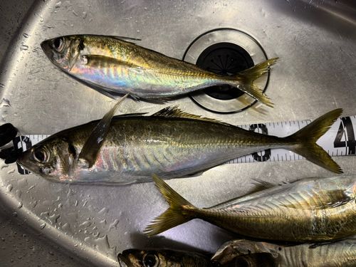 アジの釣果