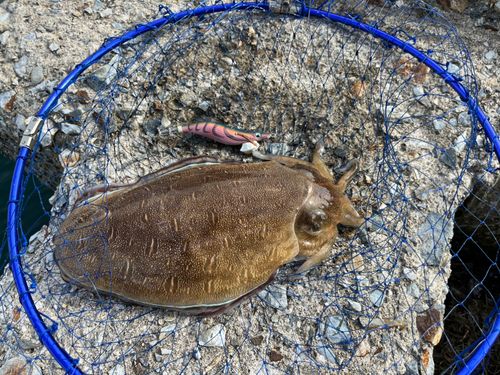 コウイカの釣果