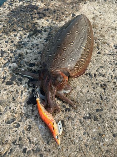 モンゴウイカの釣果