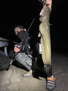 ナマズの釣果
