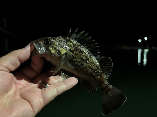 クロソイの釣果