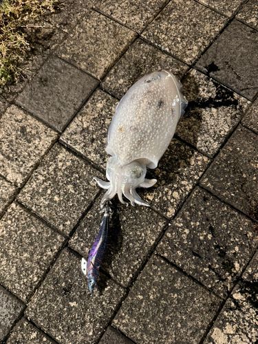 シリヤケイカの釣果