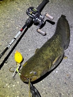 ナマズの釣果