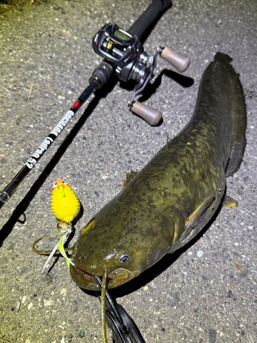 ナマズの釣果
