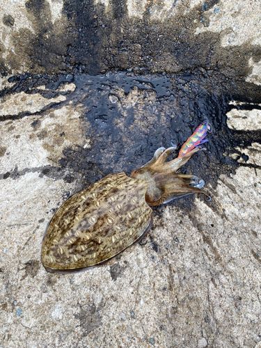 モンゴウイカの釣果
