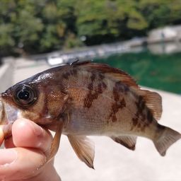 メバル