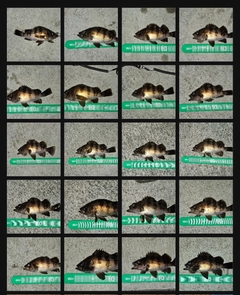 メバルの釣果