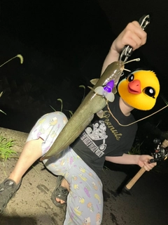 ナマズの釣果