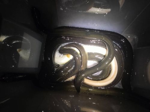 ニホンウナギの釣果