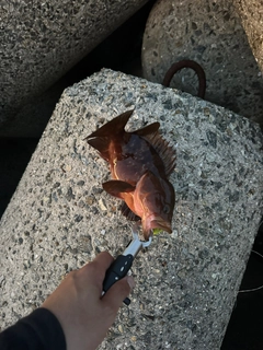 アコウの釣果