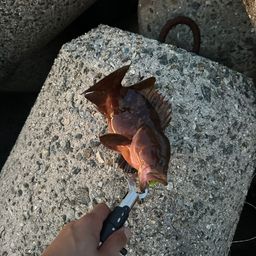 アコウ