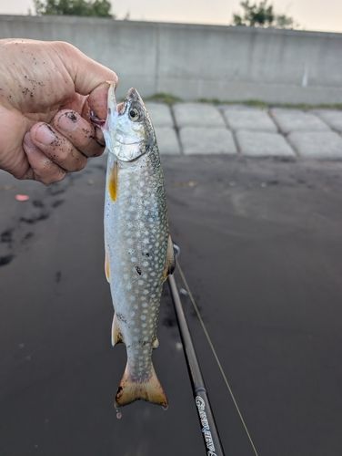 アメマスの釣果
