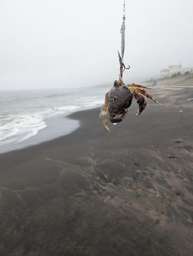 カニの釣果