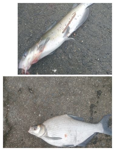 アメリカナマズの釣果