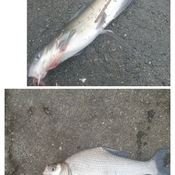 アメリカナマズ