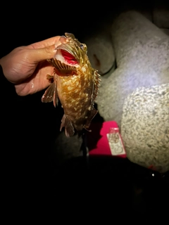 ガシラの釣果