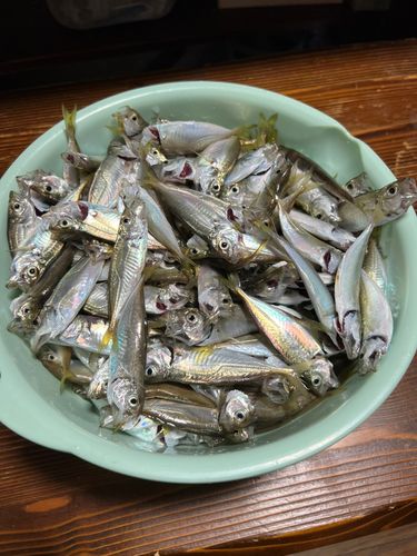 アジの釣果