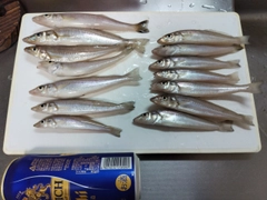 キスの釣果
