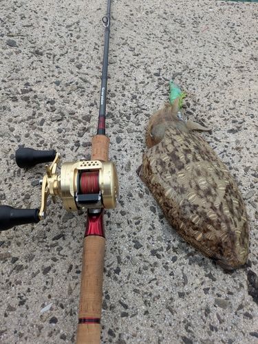 モンゴウイカの釣果