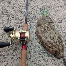 モンゴウイカ