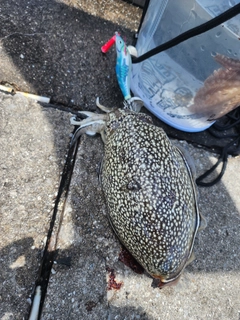 シリヤケイカの釣果