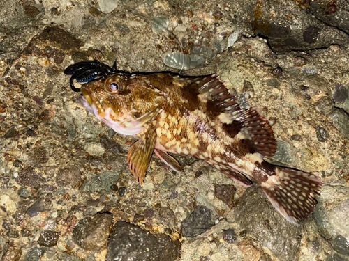 カサゴの釣果