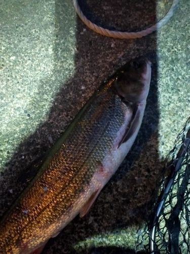 マルタウグイの釣果