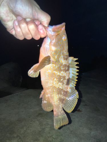 キジハタの釣果