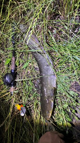 マナマズの釣果