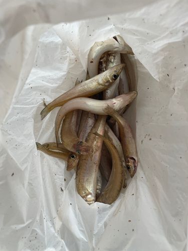 キスの釣果