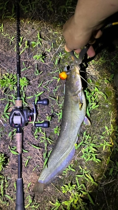 マナマズの釣果