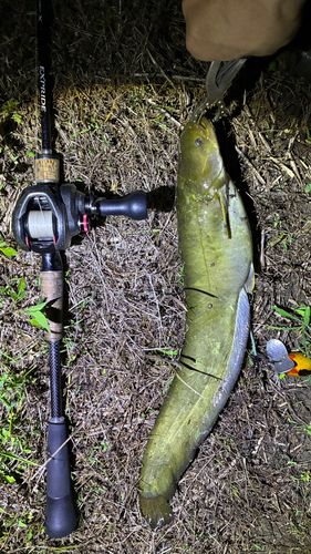 マナマズの釣果