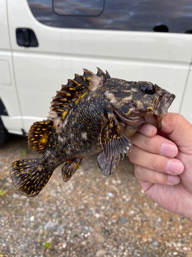 オウゴンムラソイの釣果